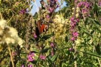 Aglais io