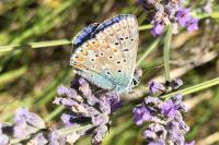 Polyommatus icarus