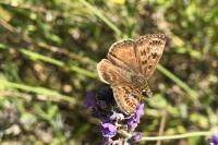 Erynnis tages
