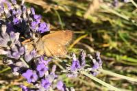 Erynnis tages