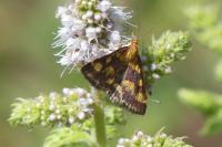 Pyrausta purpuralis