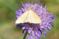 Sitochroa verticalis