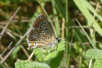 Aricia agestis