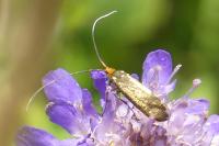 Nemophora metallica
