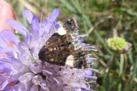 Tyta luctuosa