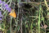 Ochlodes sylvanus