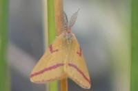 Lythria cruentaria