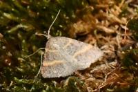 Perigune narbonea