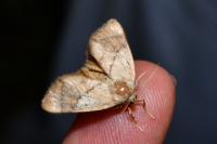 Apoda limacodes