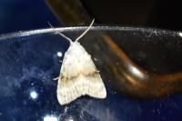 Meganola albula