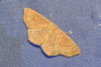 Cyclophora ruficiliaria