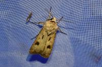 Agrotis exclamationis