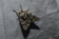 Acronicta auricoma