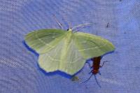 Hemistola chrysoprasaria