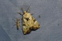 Apamea scolopacina