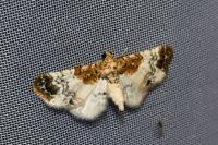 Eupithecia breviculata