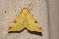 Opisthograptis luteolata