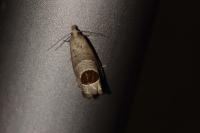 Notocelia uddmanniana