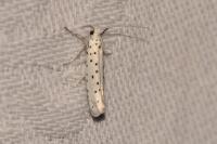 Yponomeuta cagnagella