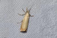 Chrysoteuchia culmella