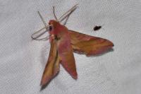 Deilephila porcellus