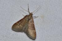 Hypsopygia glaucinalis