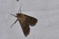 Agrotis exclamationis