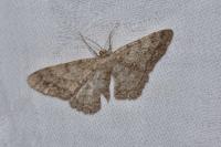 Hypomecis punctinalis