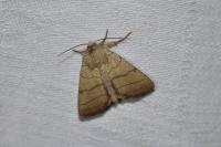 Charanyca trigrammica