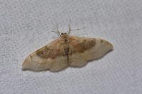 Idaea degeneraria