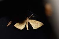 Gandaritis pyraliata