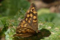 Pararge aegeria