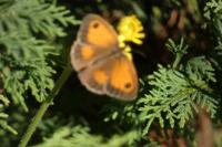Pyronia tithonus