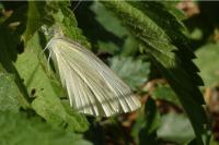 Pieris