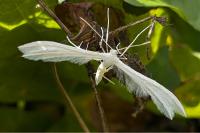 Pterophorus pentadactylus