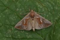 Macdunnoughia confusa