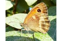 Pyronia tithonus