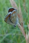 Aricia agestis