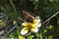 Aricia agestis