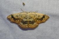 Cyclophora annularia