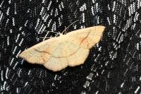 Cyclophora punctaria