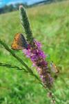 Lycaena dispar