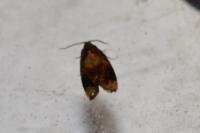Ditula angustiorana