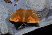 Angerona prunaria