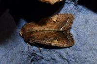 Lacanobia oleracea