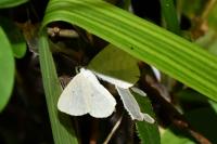 Scopula immutata