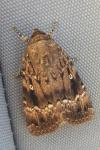 Amphipyra pyramidea
