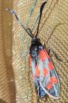 Zygaena transalpina