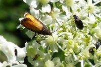 Pammene aurana