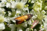 Pammene aurana